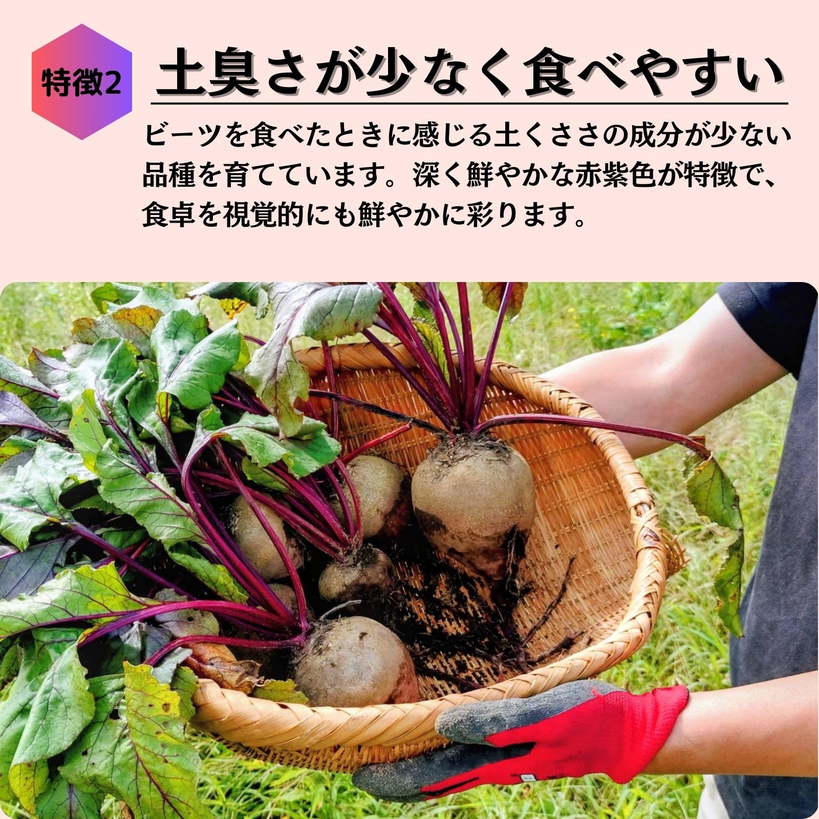 Amazon.co.jp: 北海道産 ビーツ 野菜 2㎏ fresh beetroot 生ビーツ野菜